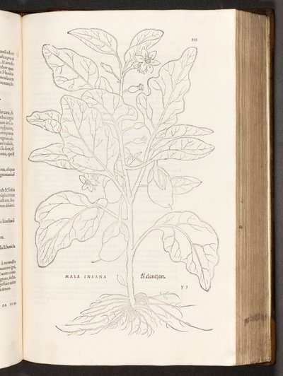 BT3.267.5 p.533 Melanzana, illustrazione da De historia stirpium commentarii insignes di Leonhart Fuchs, 1542 da Heinrich and Meyer, Albert Fullmaurer