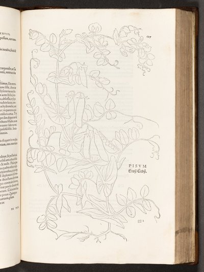 BT3.267.5. p.627 Pisello, illustrazione da De historia stirpium commentarii insignes di Leonhart Fuchs, 1542 da Heinrich and Meyer, Albert Fullmaurer