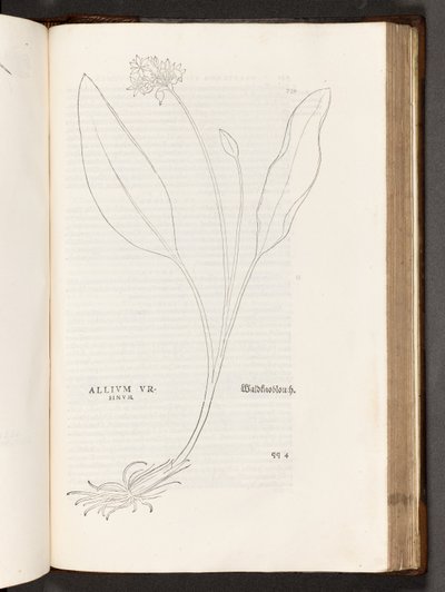 BT3.267.5 p.739 Aglio, illustrazione da De historia stirpium commentarii insignes di Leonhart Fuchs, 1542 da Heinrich and Meyer, Albert Fullmaurer