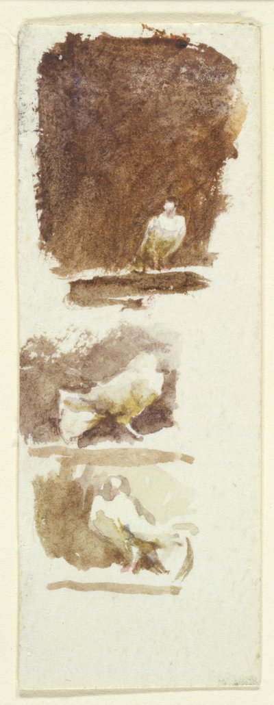 Colombe da Helen Allingham