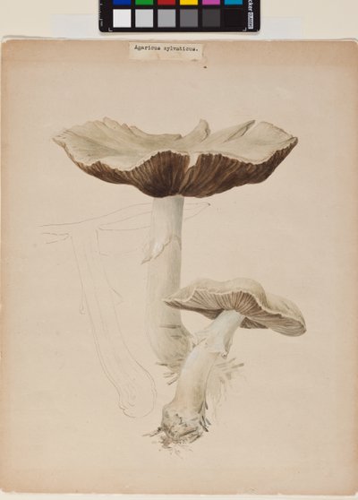 Agaricus augustus da Helen Beatrix Potter