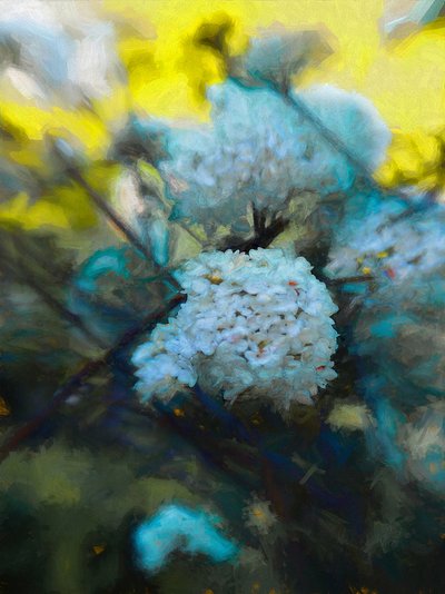 Fioritura di Maggio, 2019 da Helen White