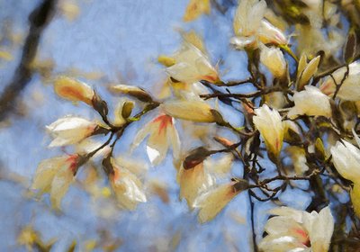 Magnolia cielo blu, 2019 da Helen White