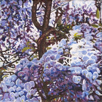 Glicine blu da Helen White