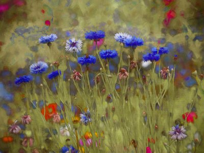 Blu fiordaliso da Helen White