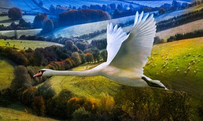 Primo volo del giorno nascente da Helen White