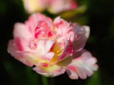 Cuore Fiammeggiante da Helen White
