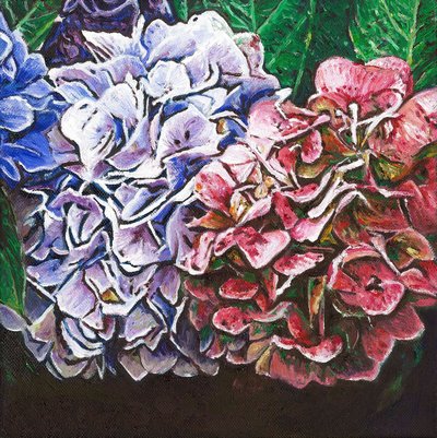 Ortensie, 2010 da Helen White
