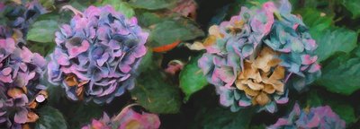 Ortensie, 2018 da Helen White