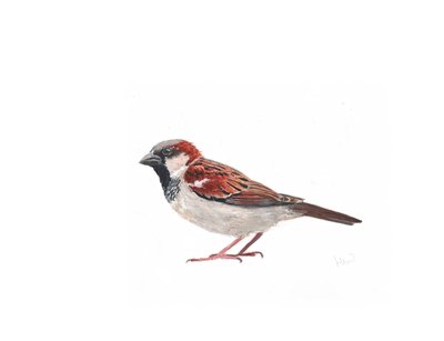 Passero maschio II da Helen White