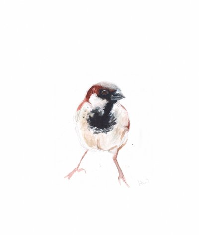 Passero maschio I da Helen White