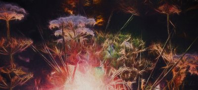 Siepe Radiosa, 2018 da Helen White