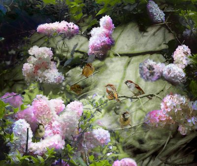 Passeri di primavera da Helen White