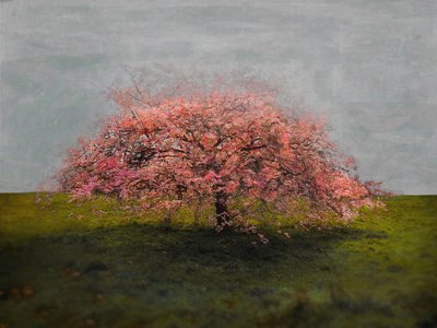 Bellezza Solitaria, 2019 da Helen White