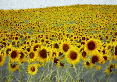Campo di girasoli da Helen White