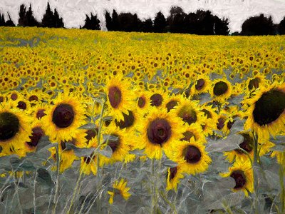 Collina soleggiata da Helen White