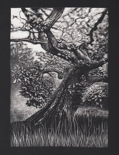 Quercia venerabile da Helen White