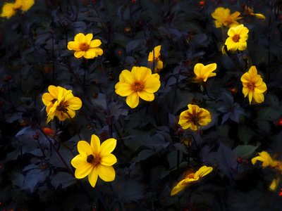 Velluto giallo da Helen White