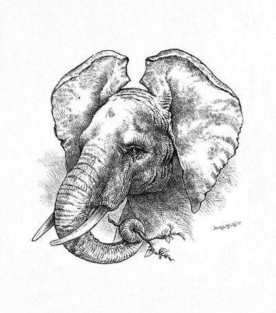 Elefante Africano da Helena J. Maguire