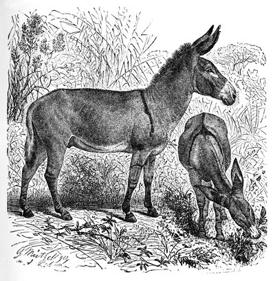 Asino selvatico africano, c1900 da Helena J. Maguire
