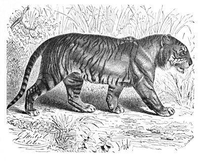 Tigre del Bengala, c1900 da Helena J. Maguire