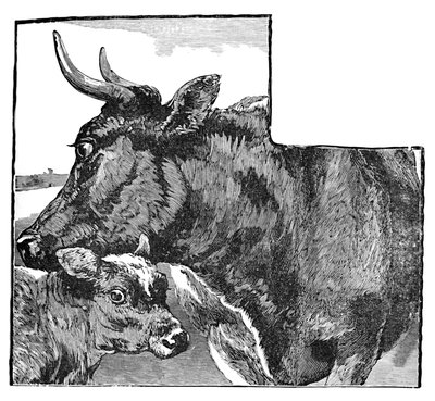 Mucca e vitello, c1900 da Helena J. Maguire