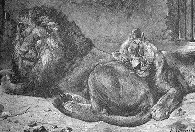 Leone e leonessa, c1900 da Helena J. Maguire