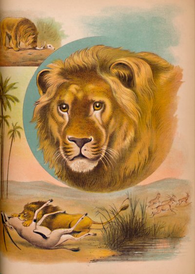 Il leone, c1900 da Helena J. Maguire