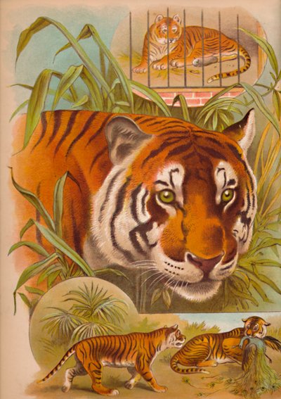 La tigre, c1900 da Helena J. Maguire