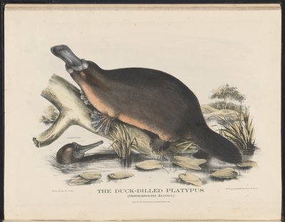 Mammiferi dell
