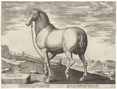 Cavallo della Corsica da Hendrick Goltzius (possibly)