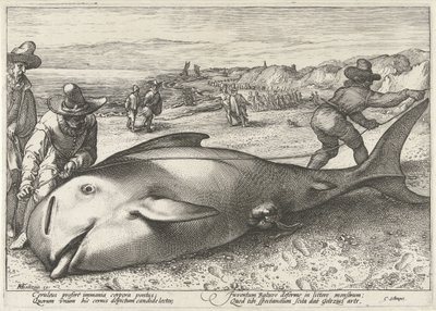 Balena spiaggiata sulla spiaggia di Zandvoort, 1594 da Hendrick Goltzius (workshop of)