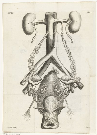 Illustrazione anatomica degli organi genitali femminili e dei reni da Hendrik Bary