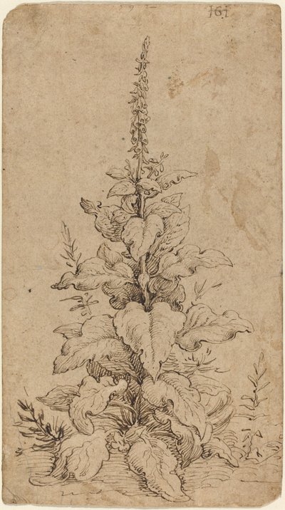 Una digitale in fiore da Hendrik Goltzius