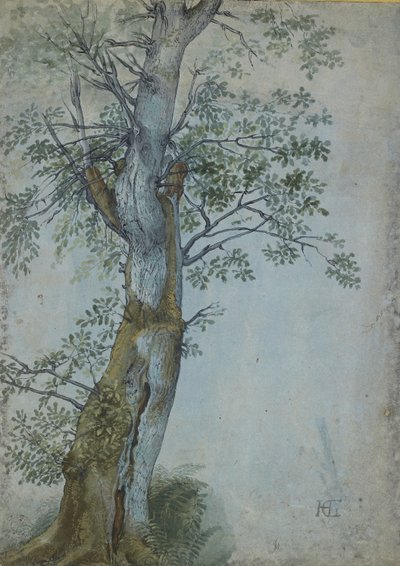 Studio di un albero da Hendrik Goltzius