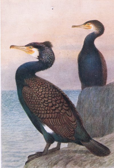 Cormorano, Cartoline, 1930s da Hendrik Gronvold