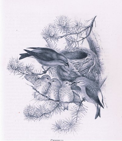 Crociere, Nature in Britain pubblicato da Collins, 1946 da Hendrik Gronvold