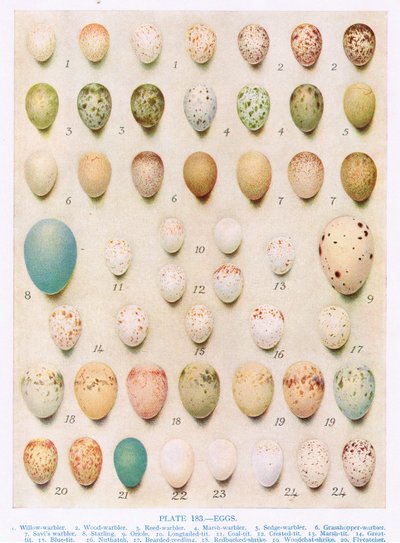 Uova: Rampichino: Scricciolo: ecc., illustrazione da 