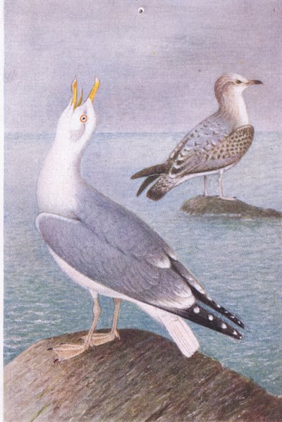 Gabbiano reale, Cartoline, 1930s da Hendrik Gronvold