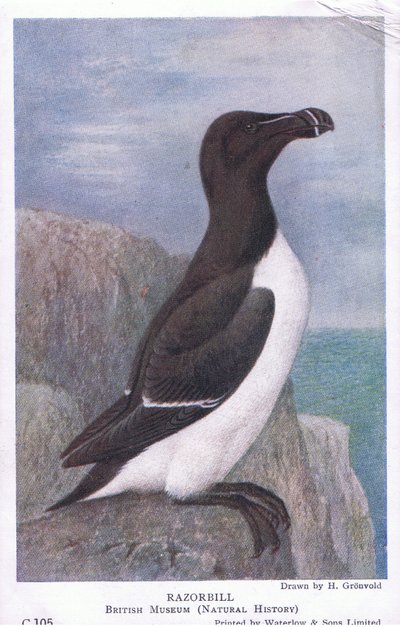 Uria, Cartoline, 1930s da Hendrik Gronvold