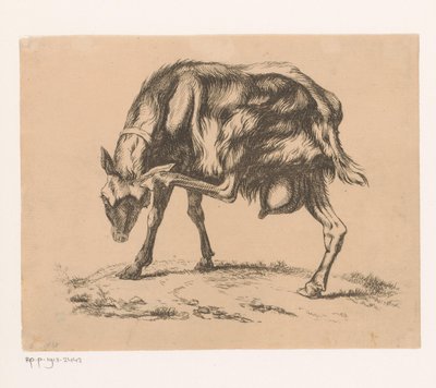 Capra che si gratta la testa da Hendrik Jozef Franciscus van der Poorten