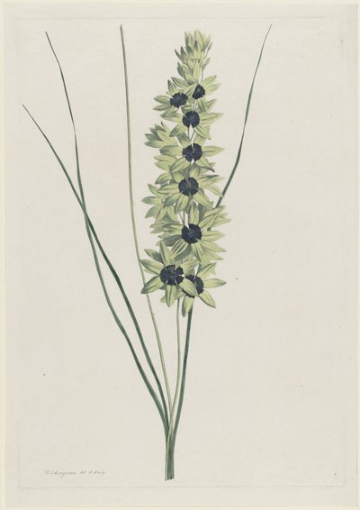 Ixia maculata viridis (Iris africano) da Hendrik Schwegman