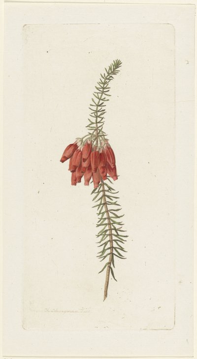 Fiori (Erica Mammosa) da Hendrik Schwegman