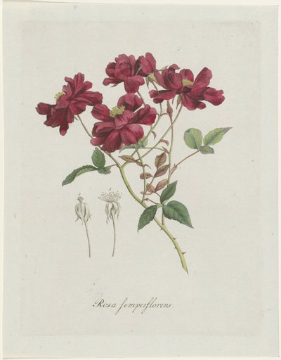 Rosa cinese (Rosa chinensis Jacq.) da Hendrik Schwegman