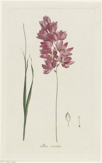 Ixia patens Aiton da Hendrik Schwegman