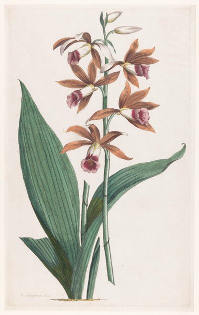 Orchidea di palude da Hendrik Schwegman