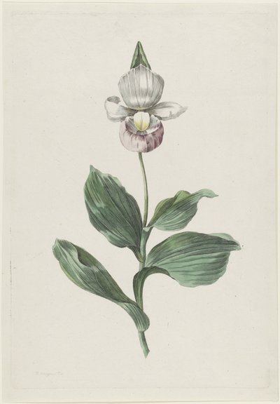 Orchidea Cypripedium reginae Walter da Hendrik Schwegman