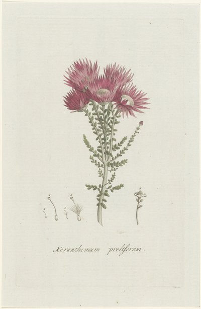 Phaenocoma prolifera Xeranthemum proliferum da Hendrik Schwegman