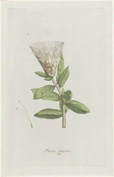 Protea da Hendrik Schwegman