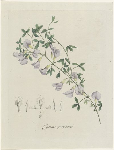 Ginestra purpurea da Hendrik Schwegman